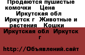 Продаются пушистые комочки. › Цена ­ 3 000 - Иркутская обл., Иркутск г. Животные и растения » Кошки   . Иркутская обл.,Иркутск г.